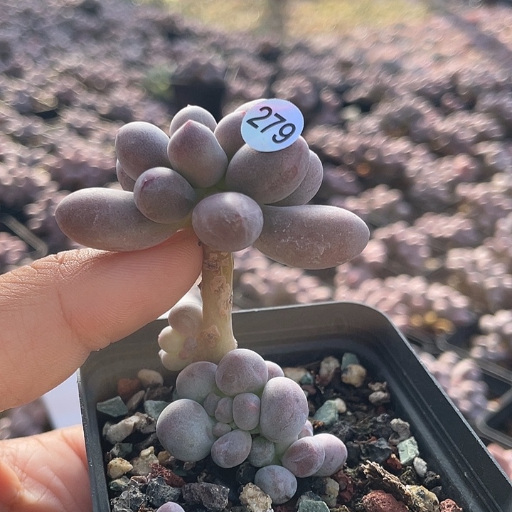 仙子奶酪多肉植物