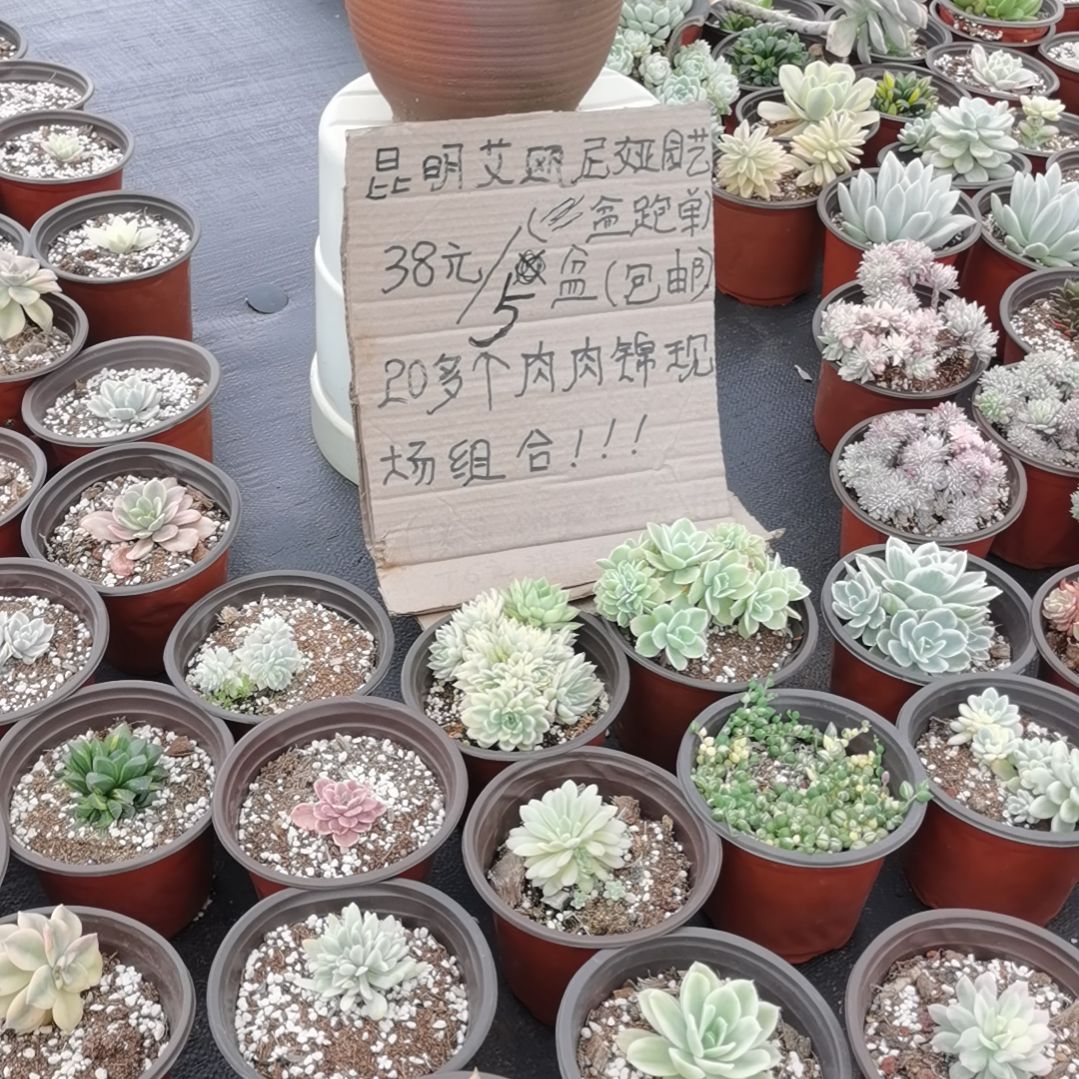 不同品种肉肉白覆轮锦5盆包邮（不包偏远地区）