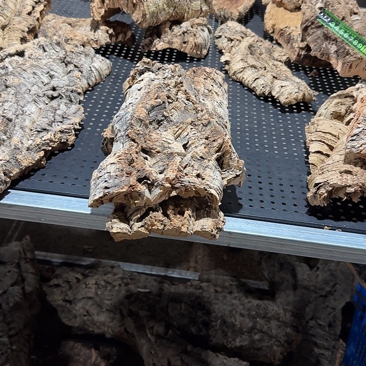 宁***1无花朵一物一拍一物一发