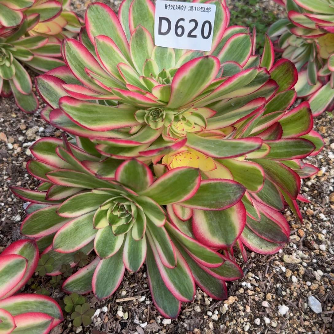 620荔枝。多肉植物