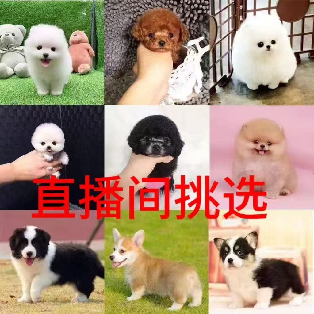 宠物混血狗狗直播间挑选（可可）