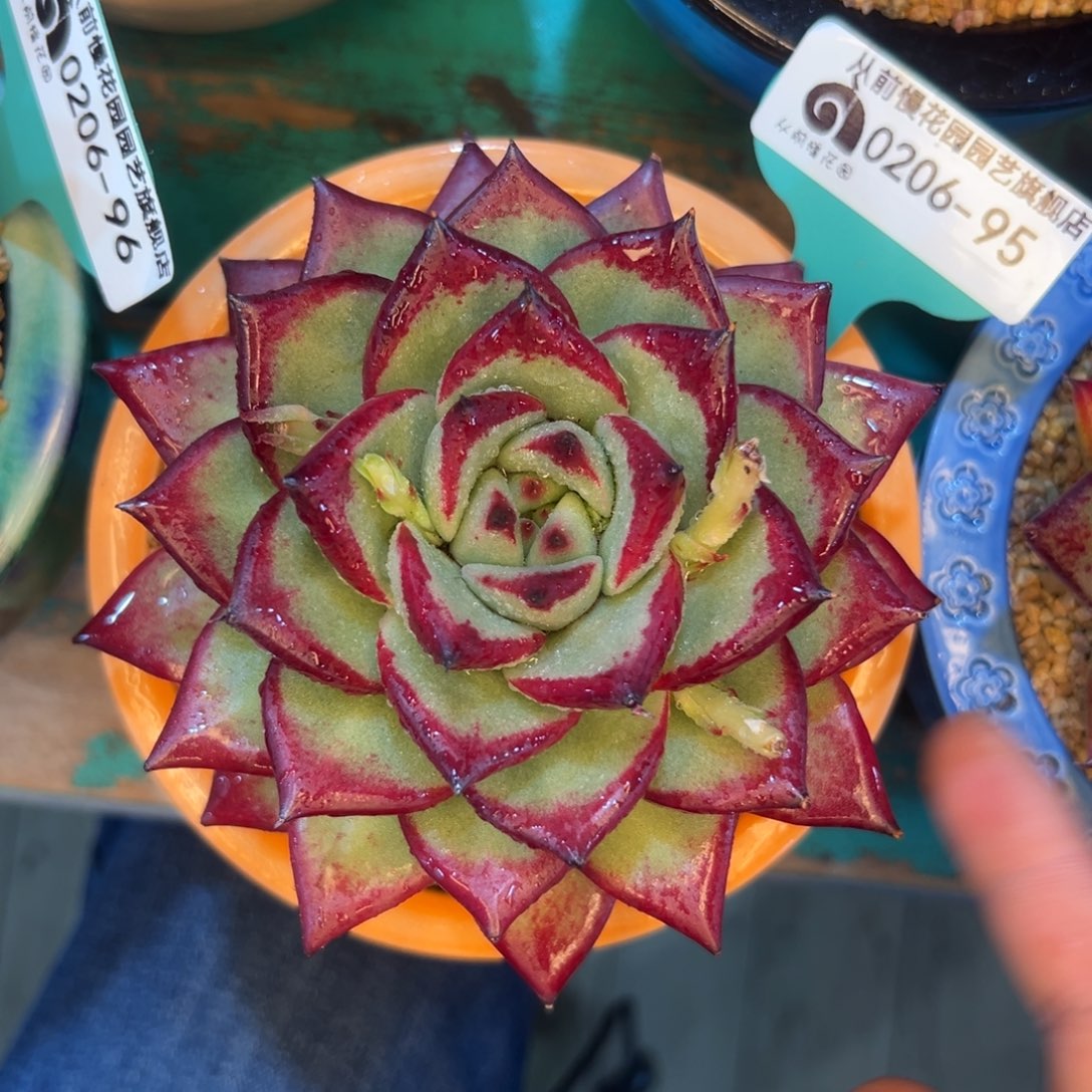 多肉一物一拍.0206-95