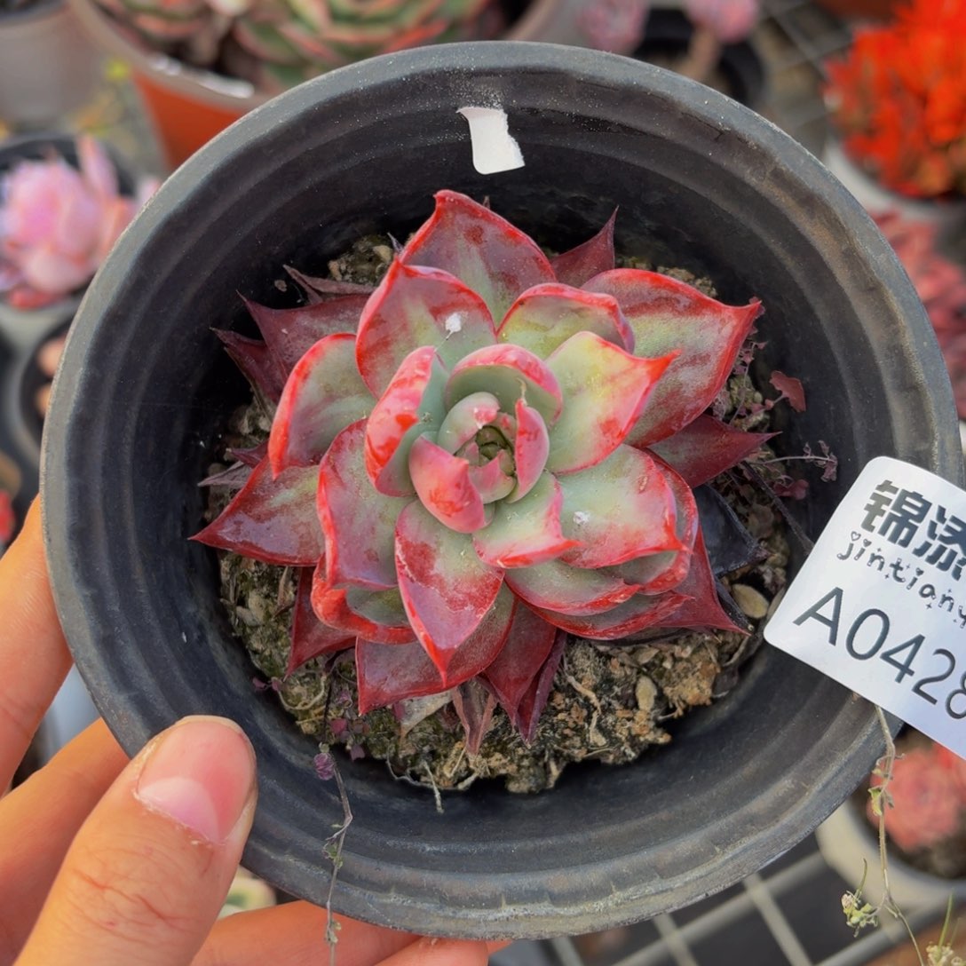 惊鸿仙子一物一拍4286