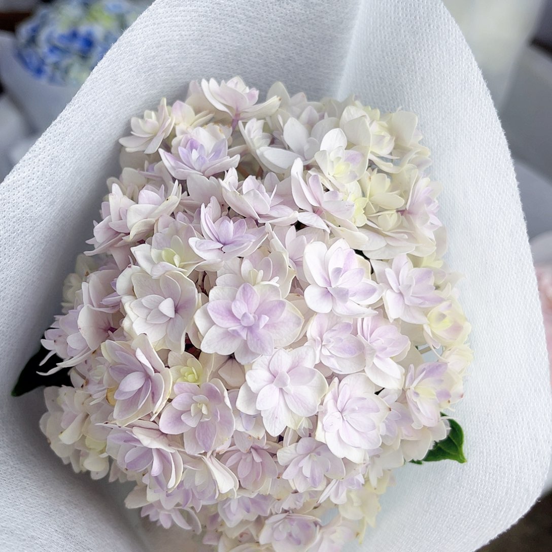 完全开放稀有绣球花274