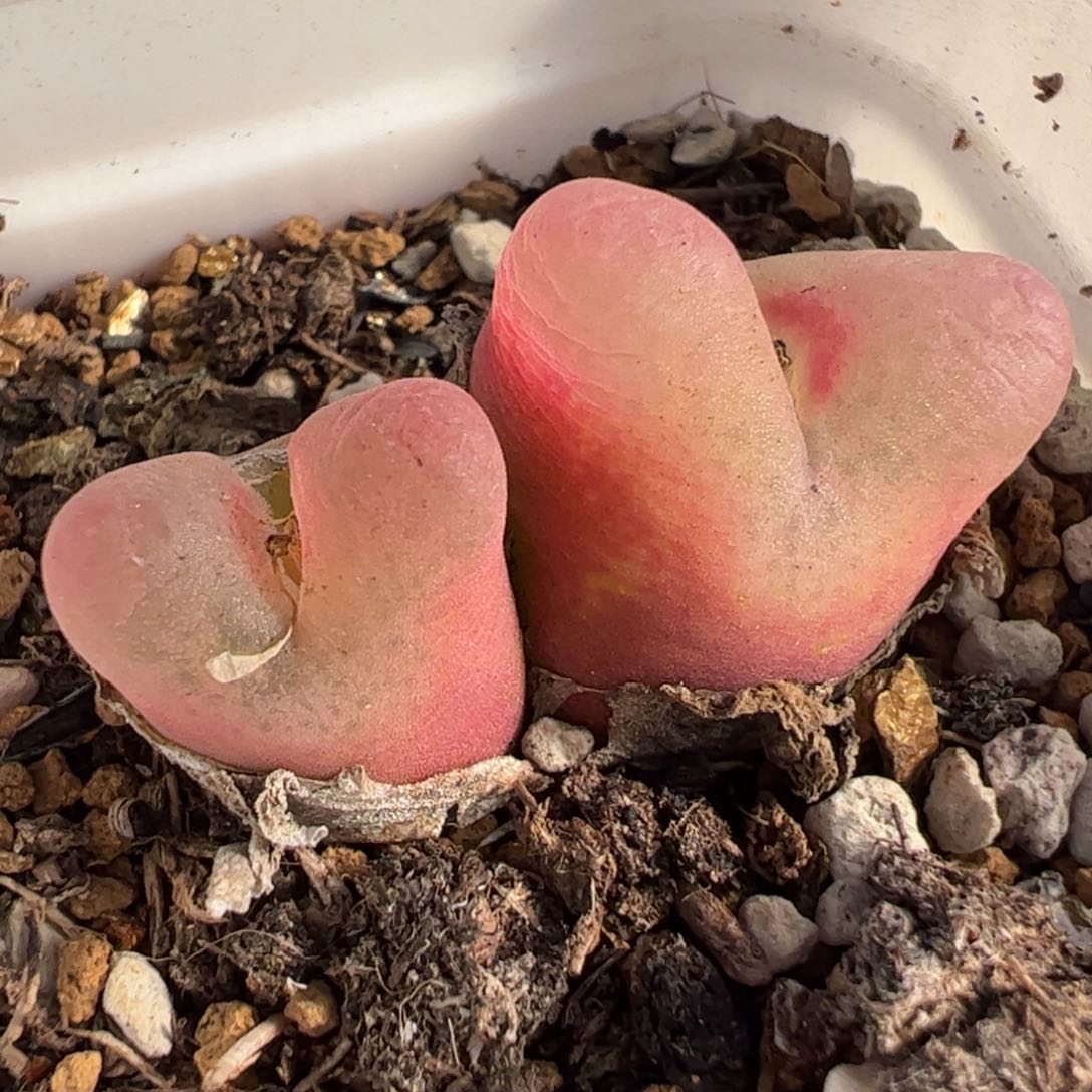 411多肉植物百科