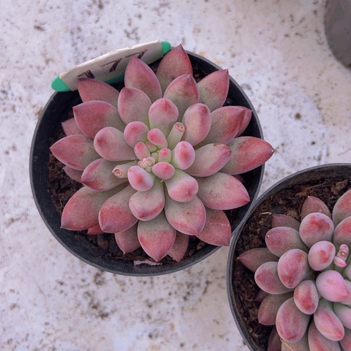 健健康康平平安安