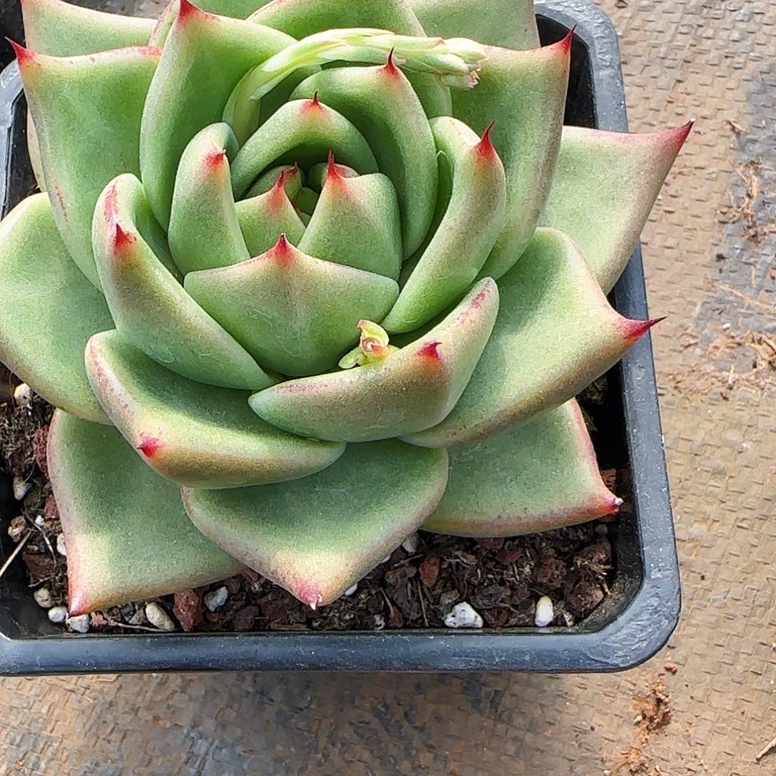 东云一物一拍两颗包邮