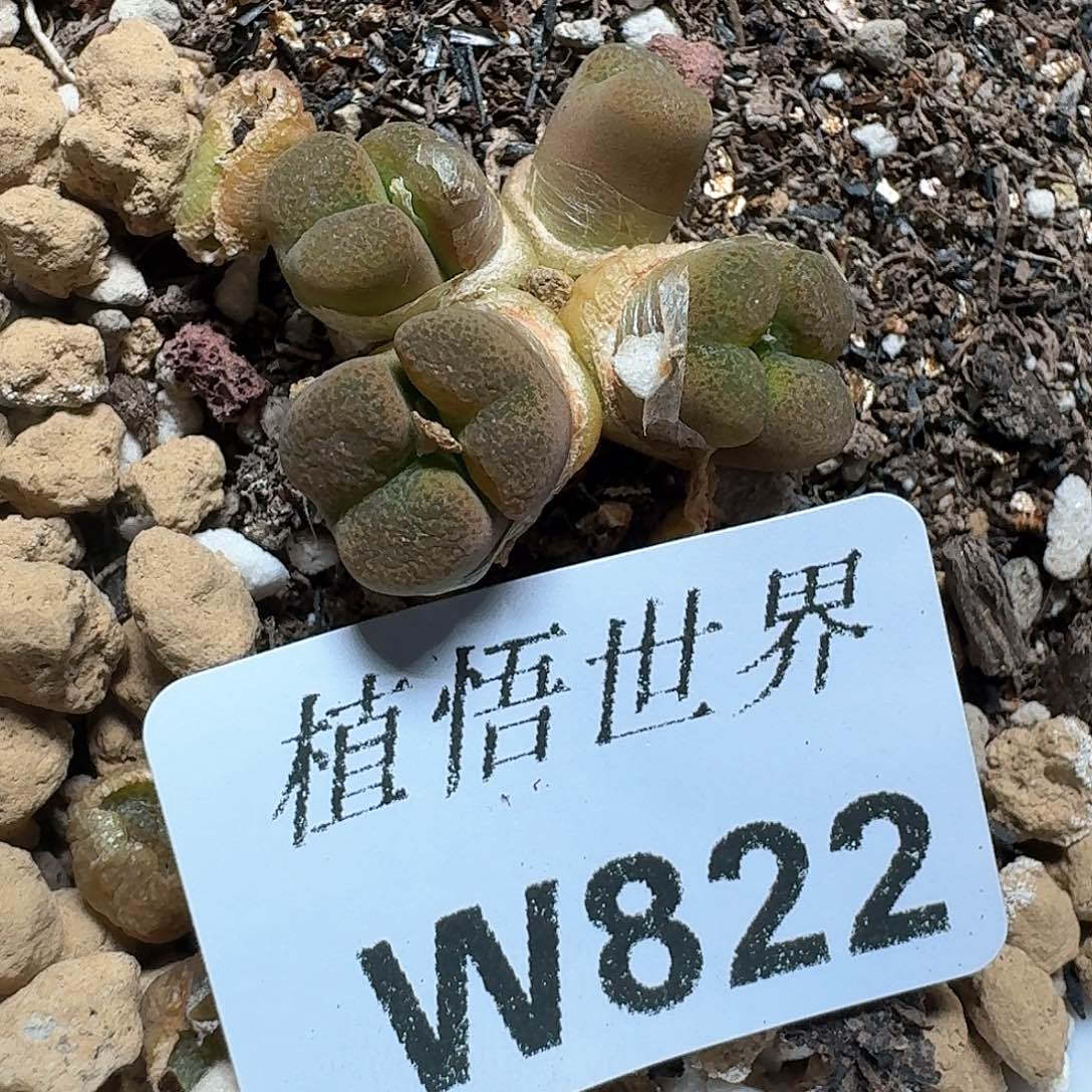 822盒多肉植物哇cb b