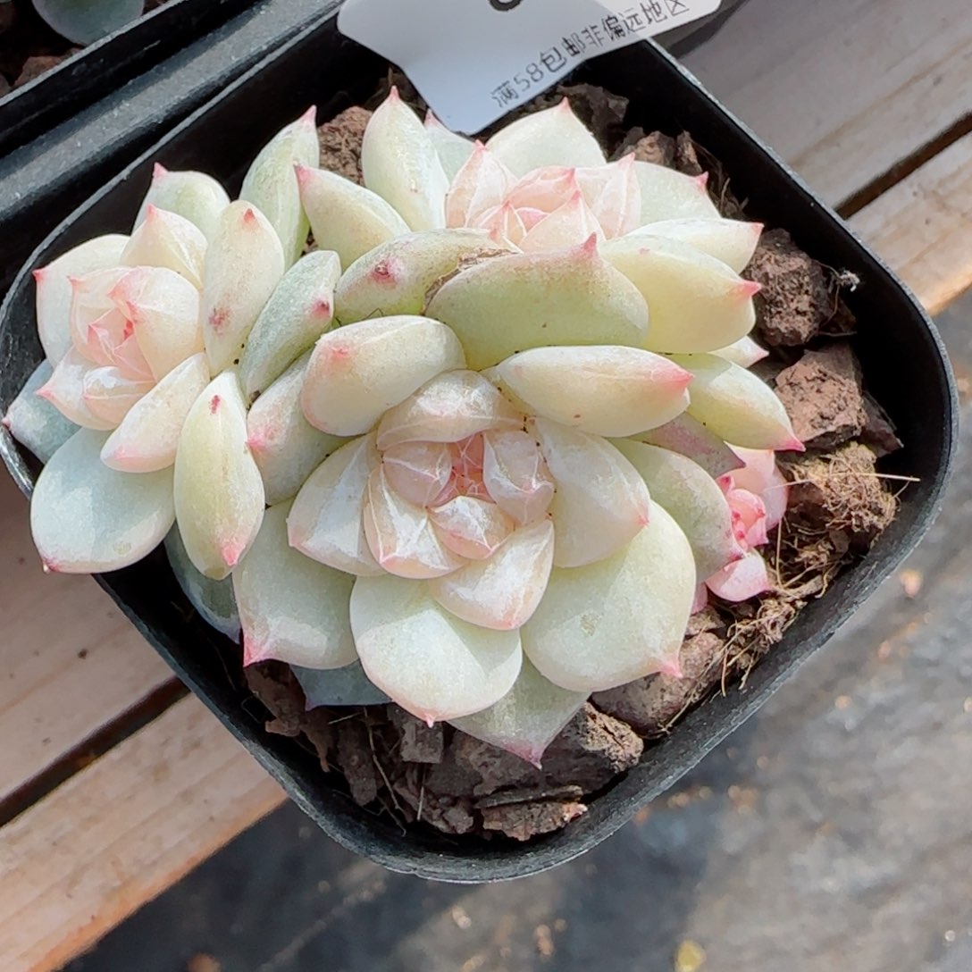 舟*新品，8472多肉植物