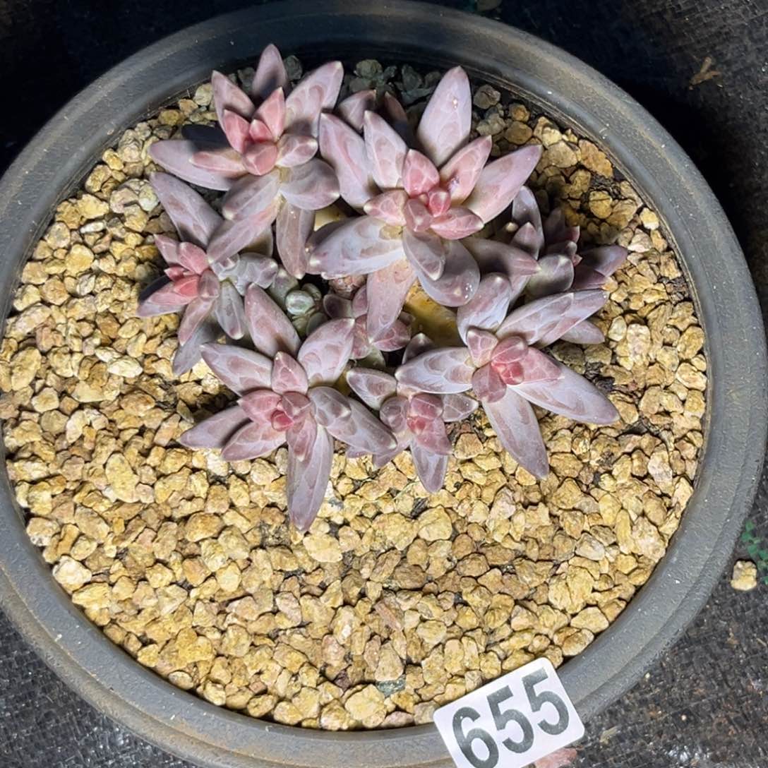 多肉植物凤羽群655