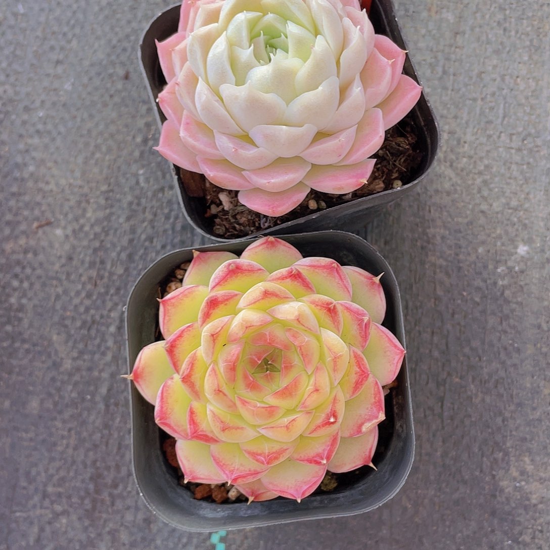 962号 精品白月光加孤品