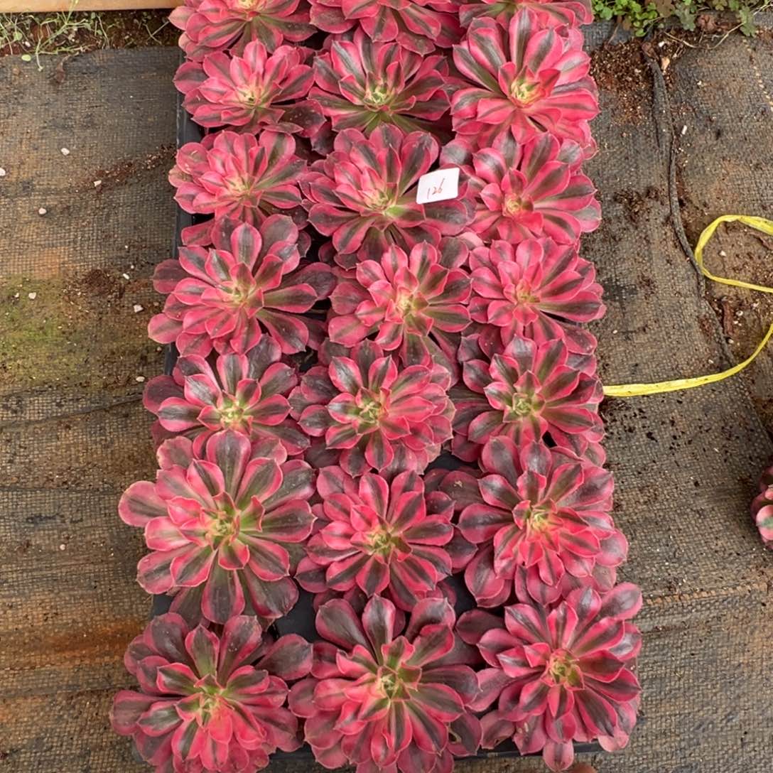 126一盘多肉多肉多肉多肉