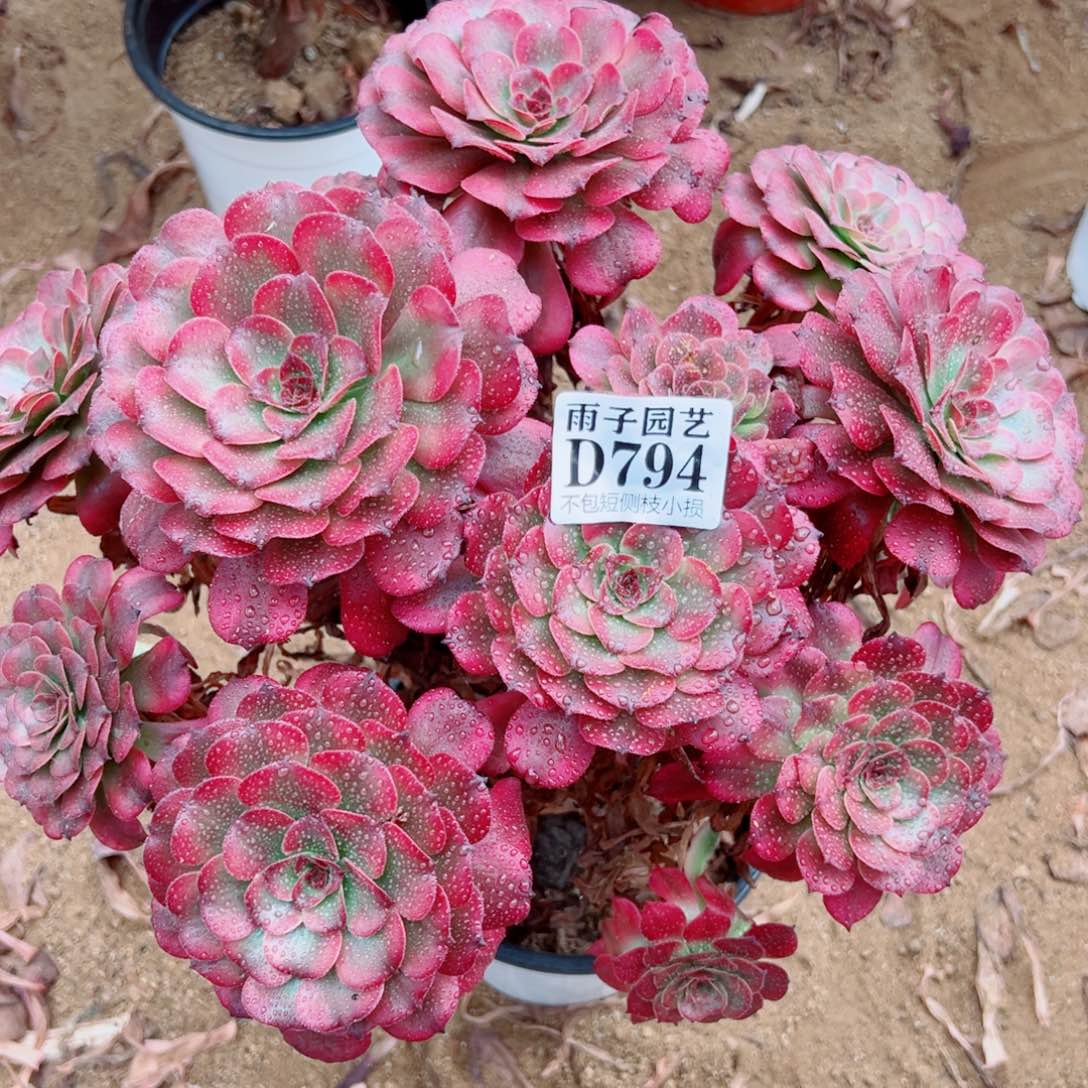 794美姬尺寸30左右