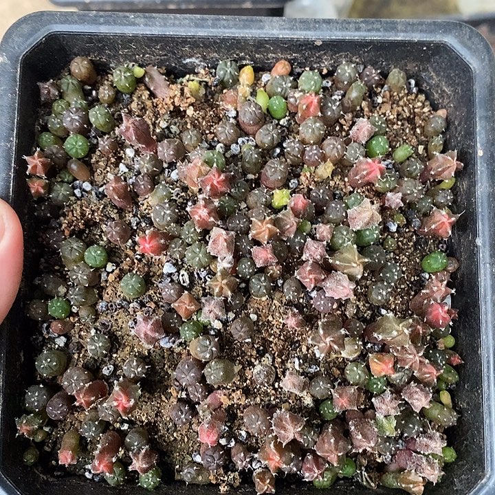 实生福利一盆鸾锦
