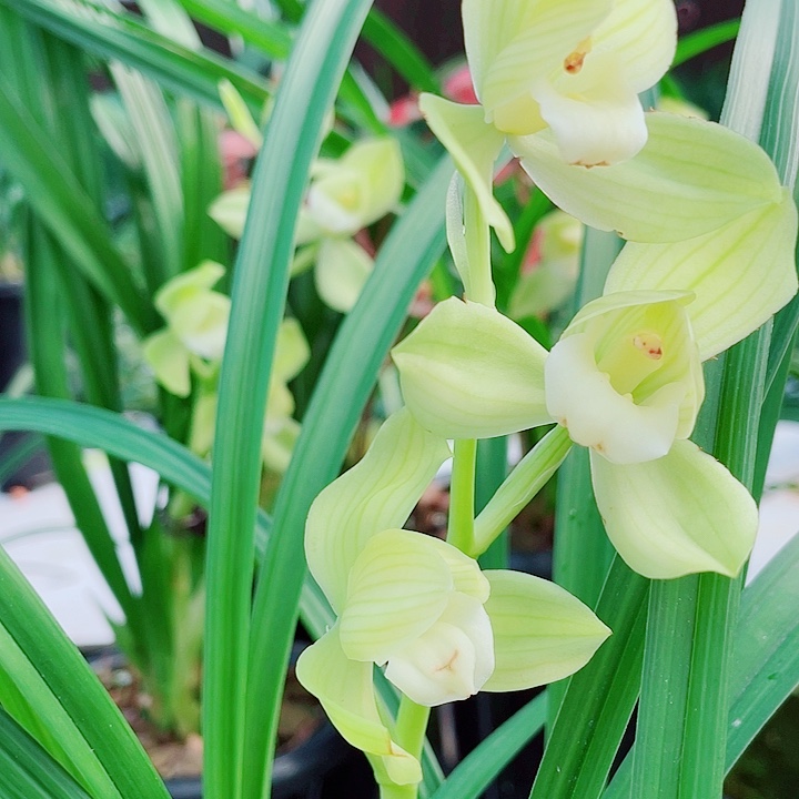 老***翁完全开放一物漂亮