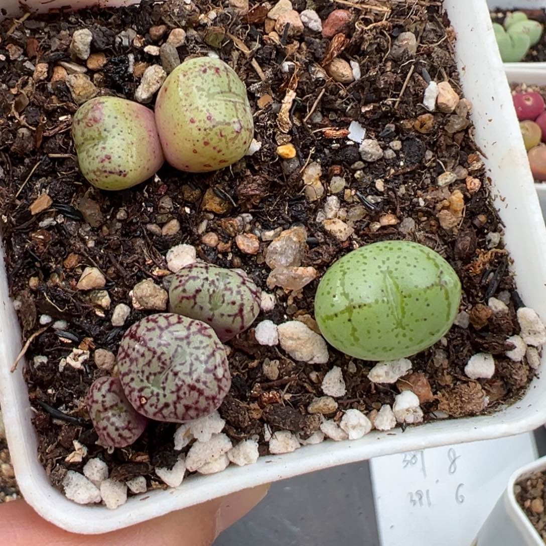 1.23好看的多肉426