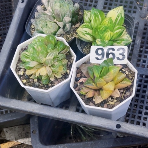 963雨露锦一物一图如图