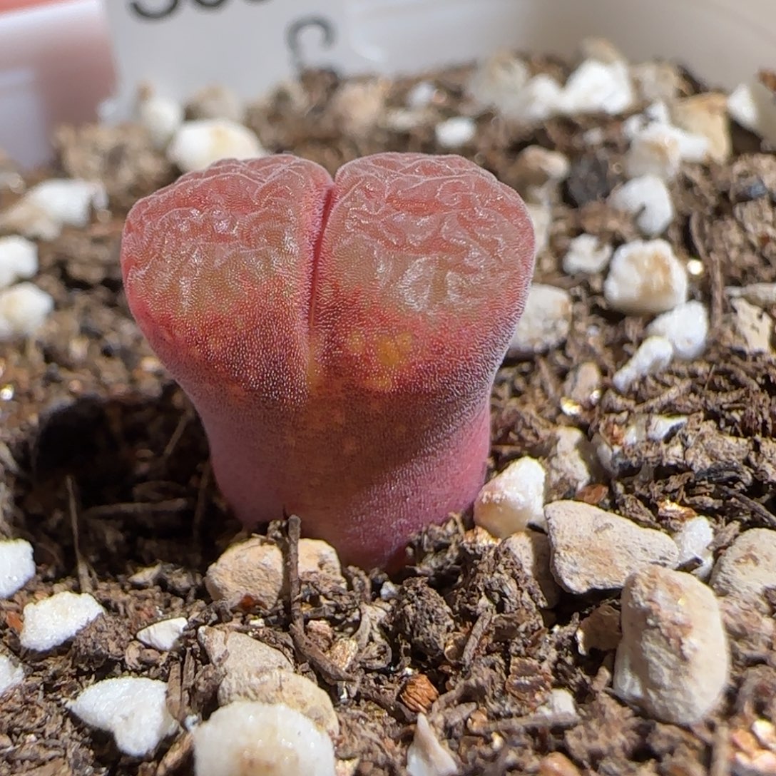 肉锥多肉植物组合-流沙109