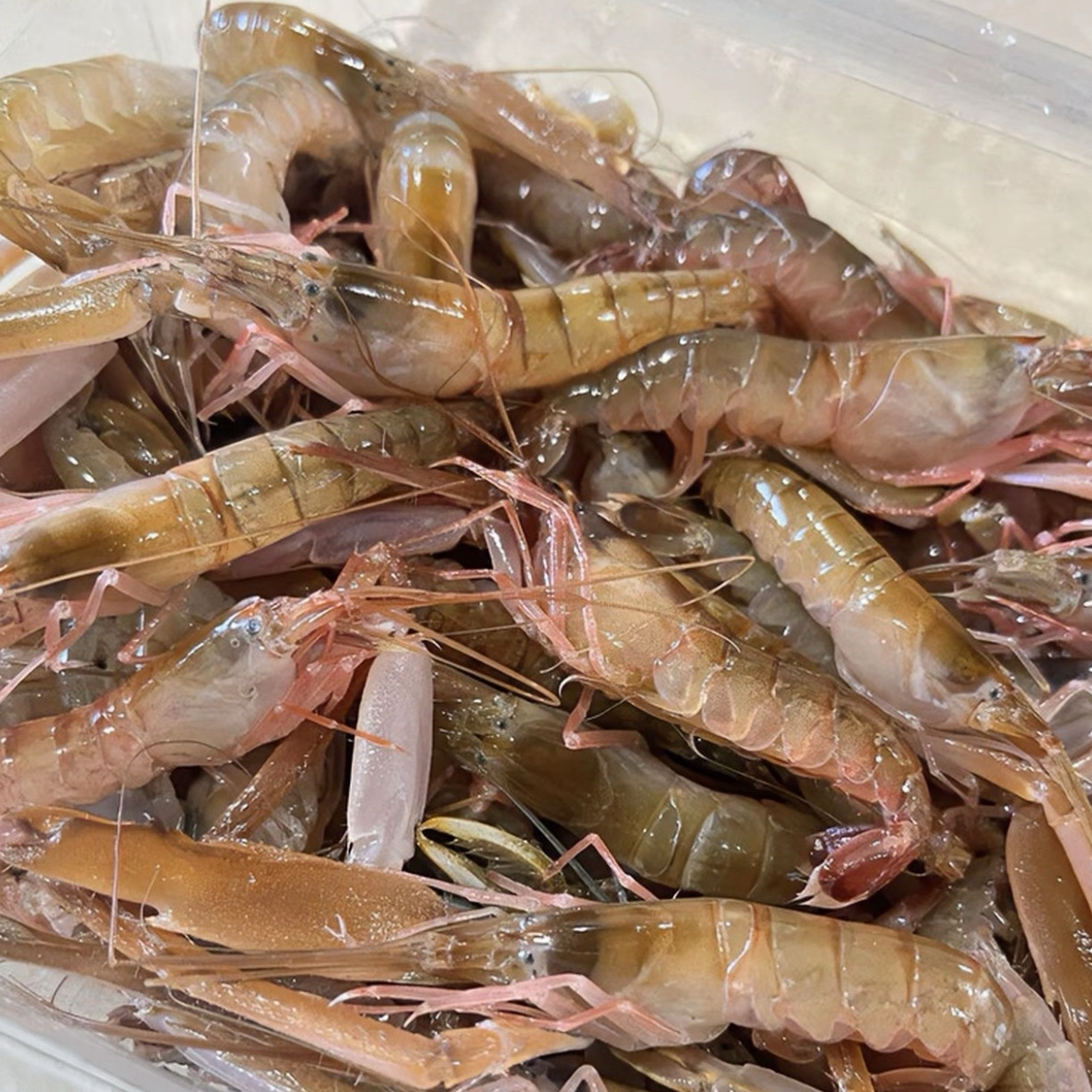大连本地嘎巴虾/夹板虾4斤包邮