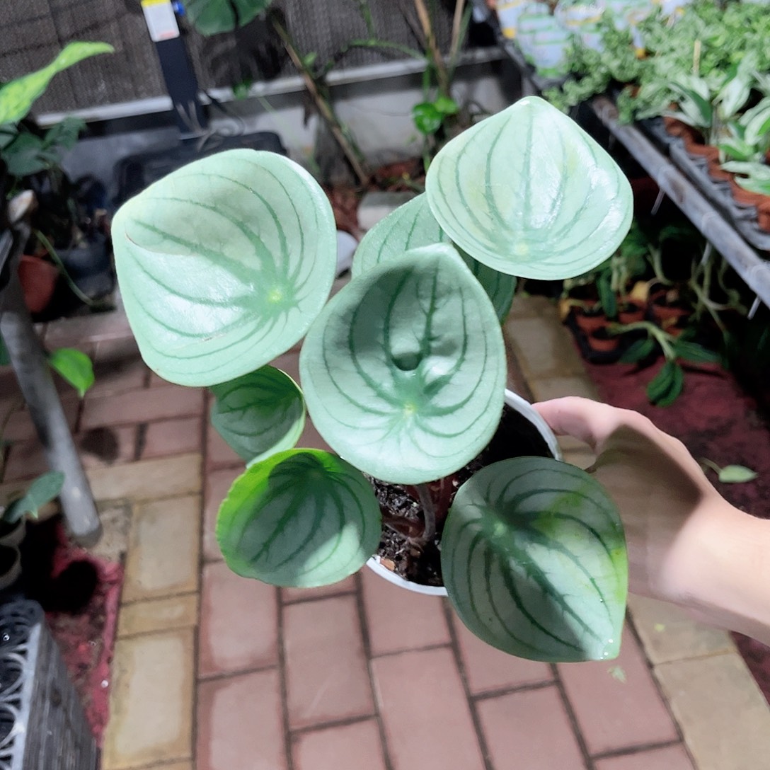 完全开放231麒麟瓜