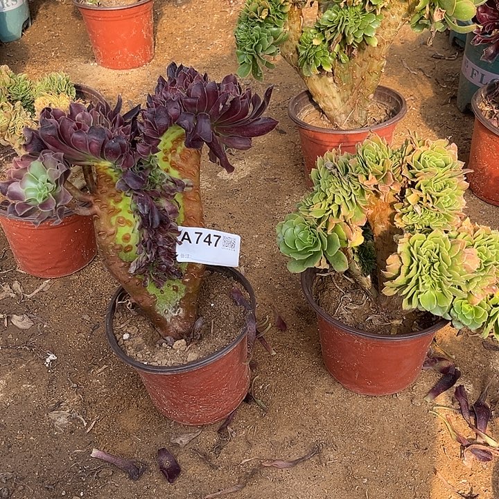 747欧紫一颗高度28厘米左右