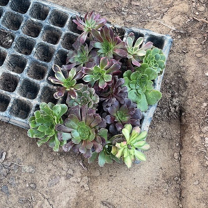 15玫瑰玫瑰玫瑰玫瑰