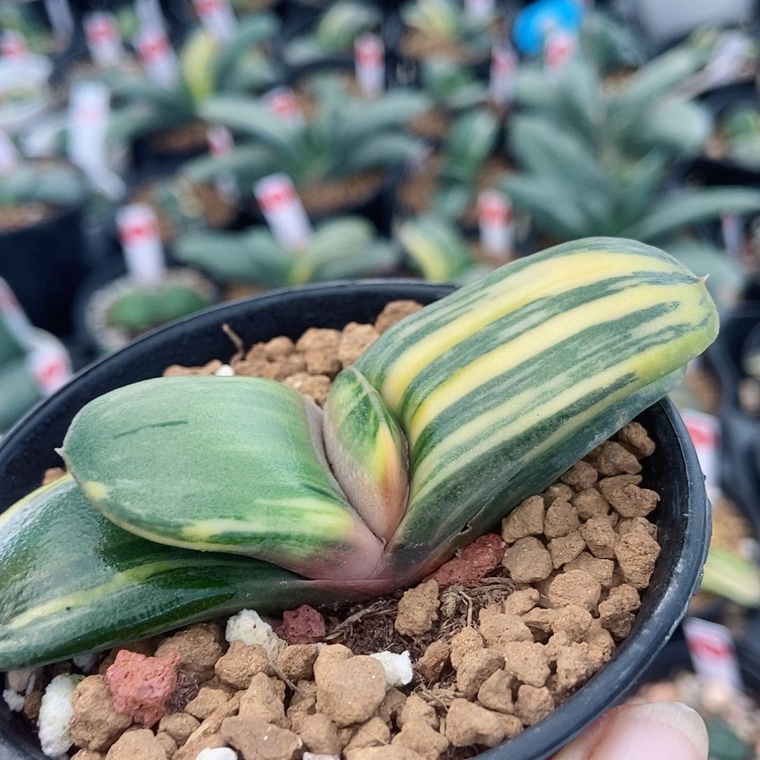 660卧牛实生锦带盆发货