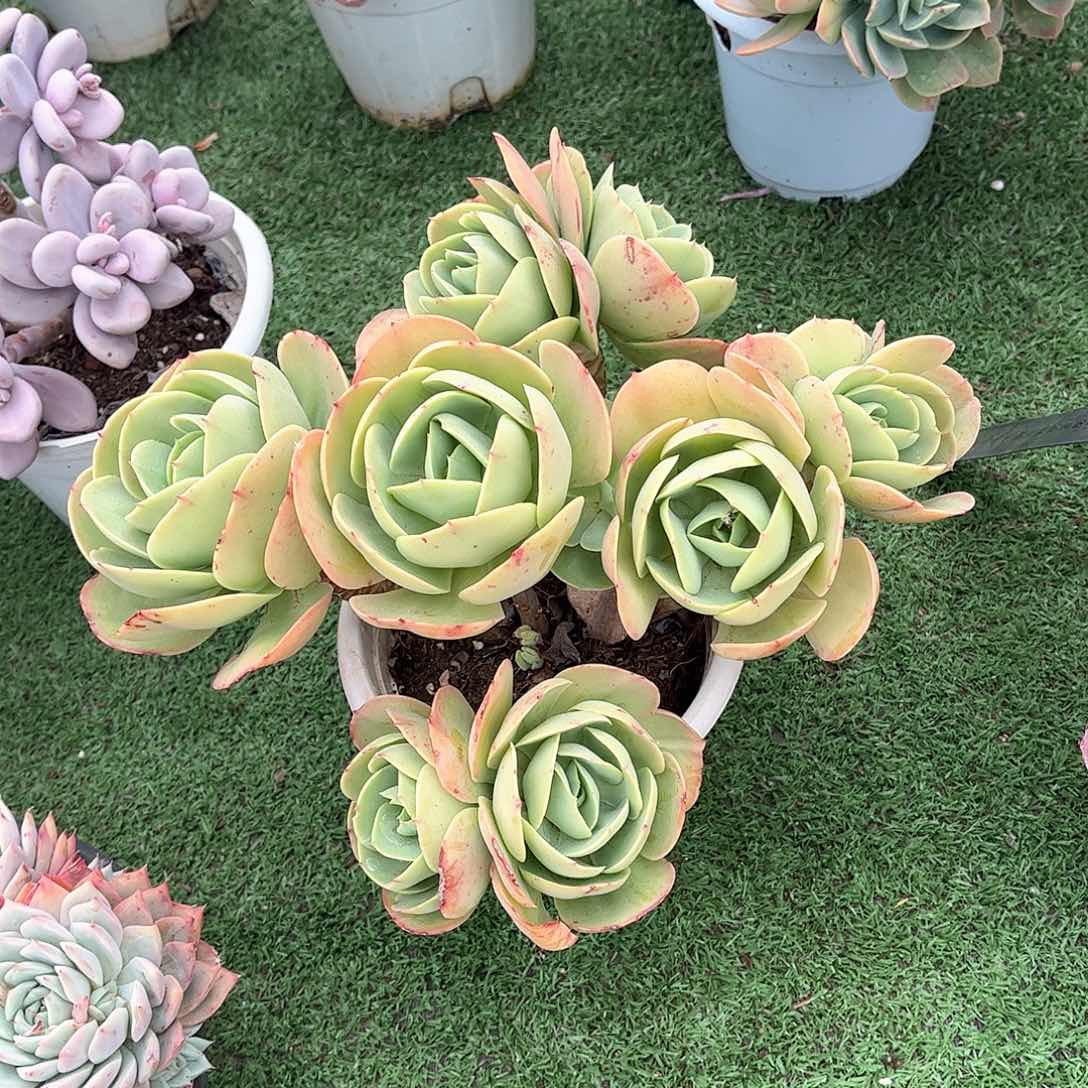 是**?碧桃多肉植物盆栽8