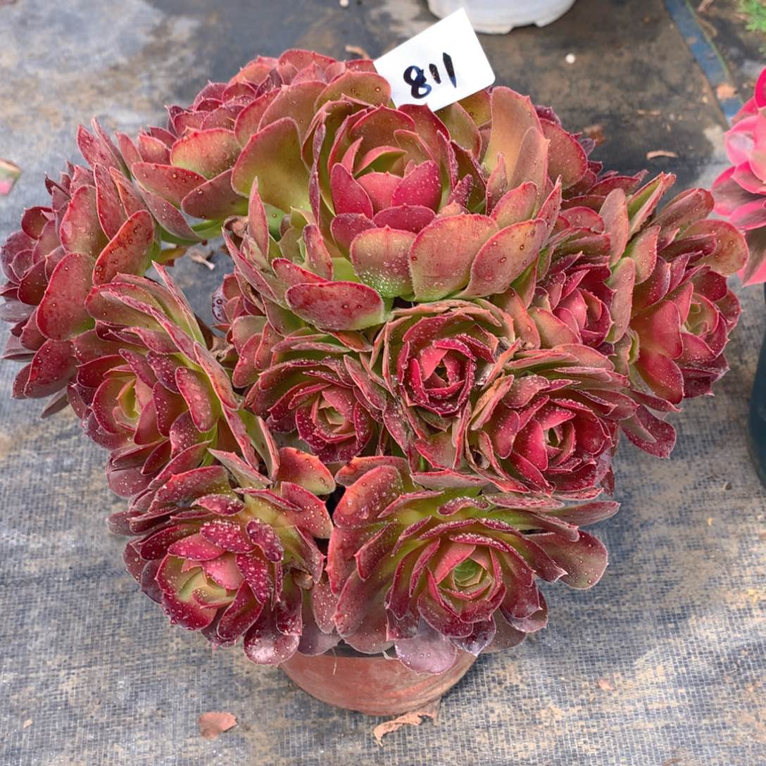 811柠檬玫瑰精品法师多肉