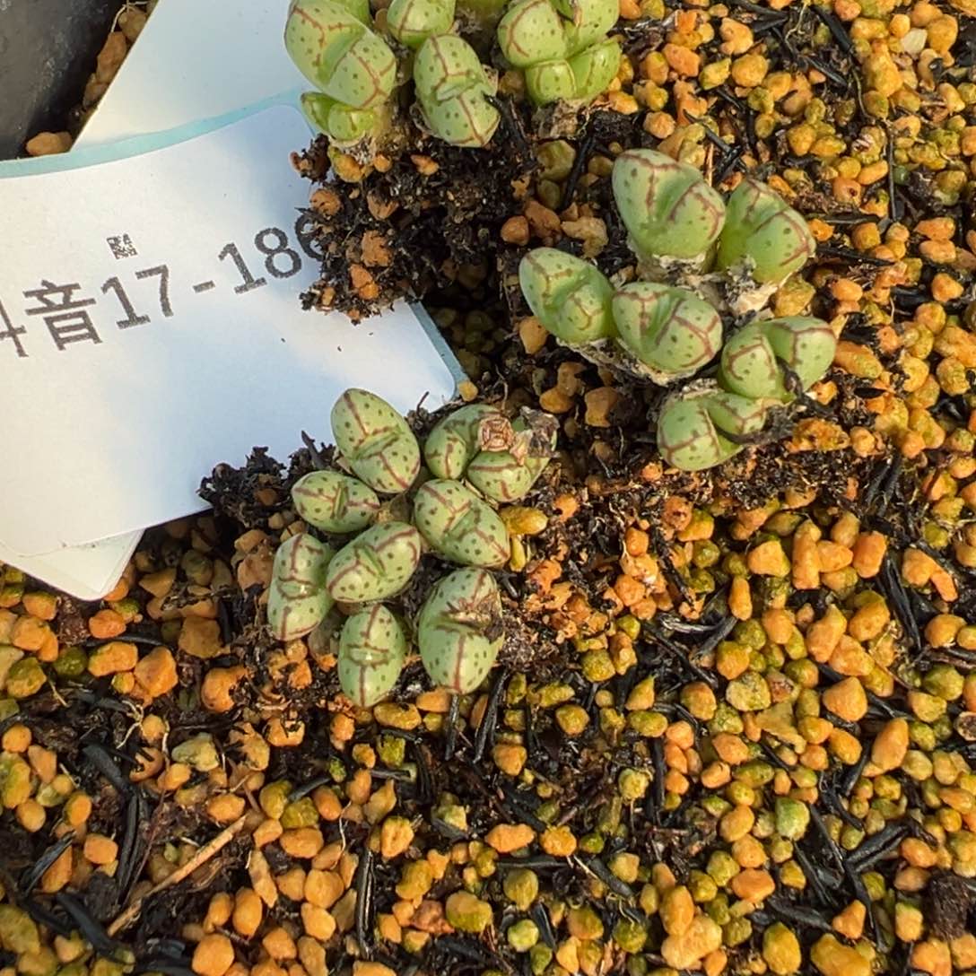 17-186量拍海伦娜一群