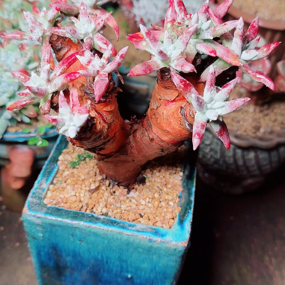 9535雪花仙女杯多肉