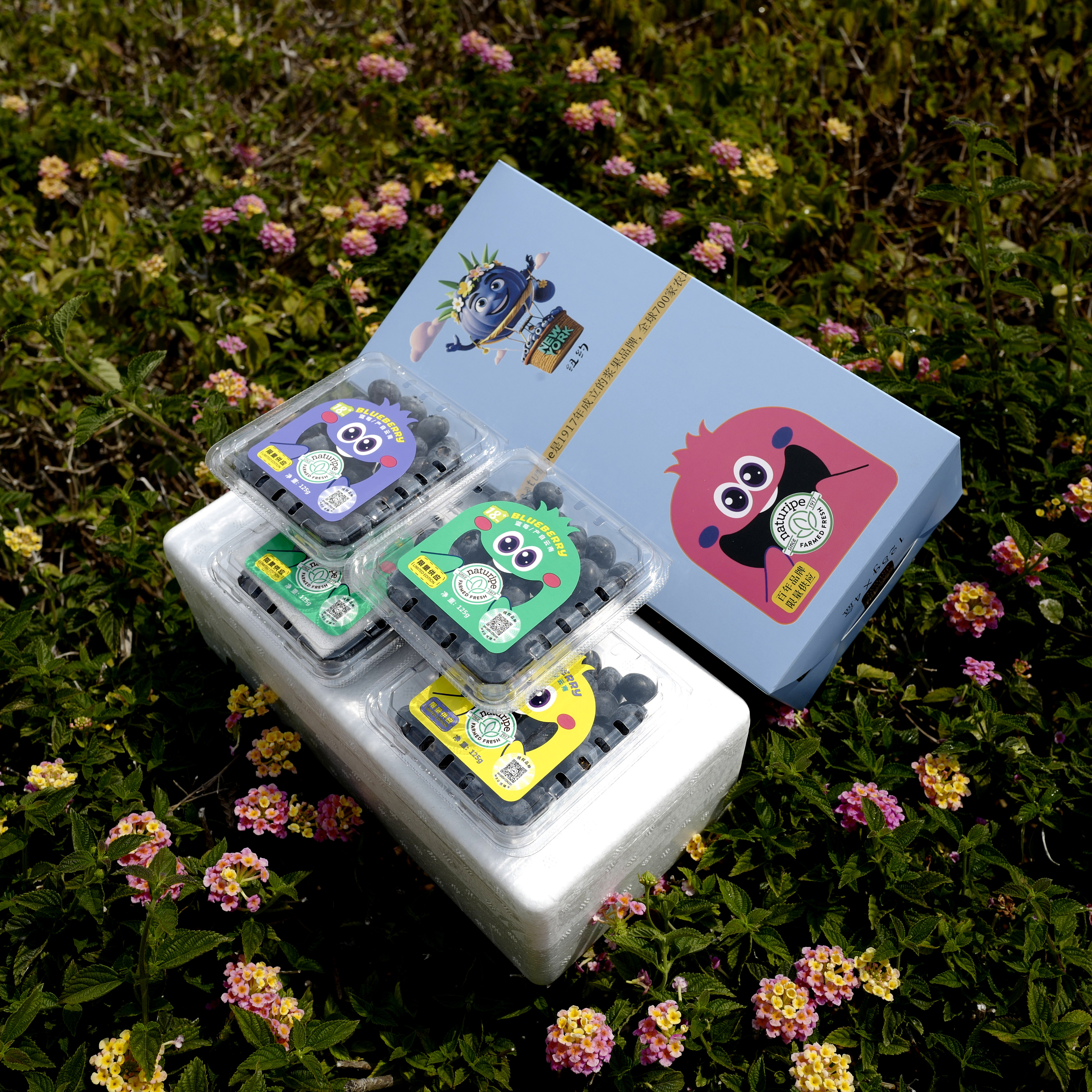 大果云南红河花香蓝莓L25专利品种250g/500g脆甜无酸naturipe品牌