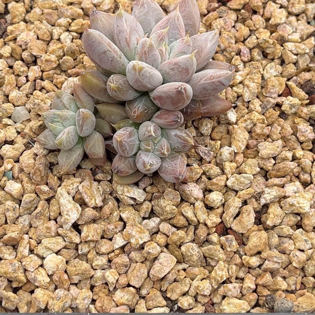 作***虎6789号上午多肉植物群生多肉