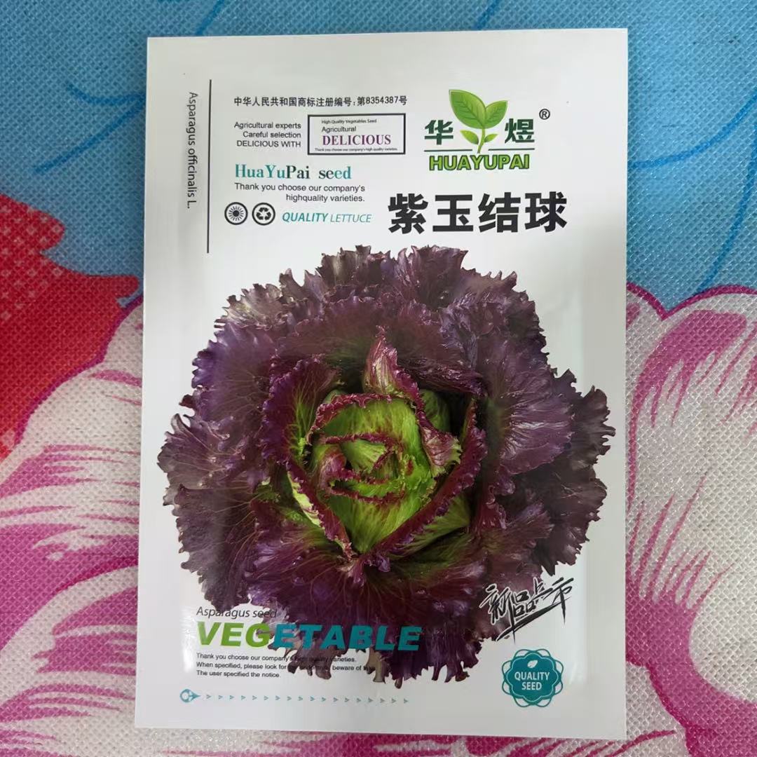 紫玉结球生菜，拍一发二
