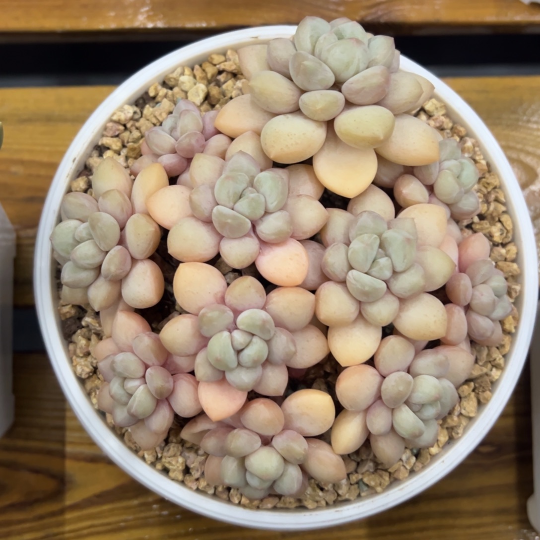 张张精品多肉泡泡糖