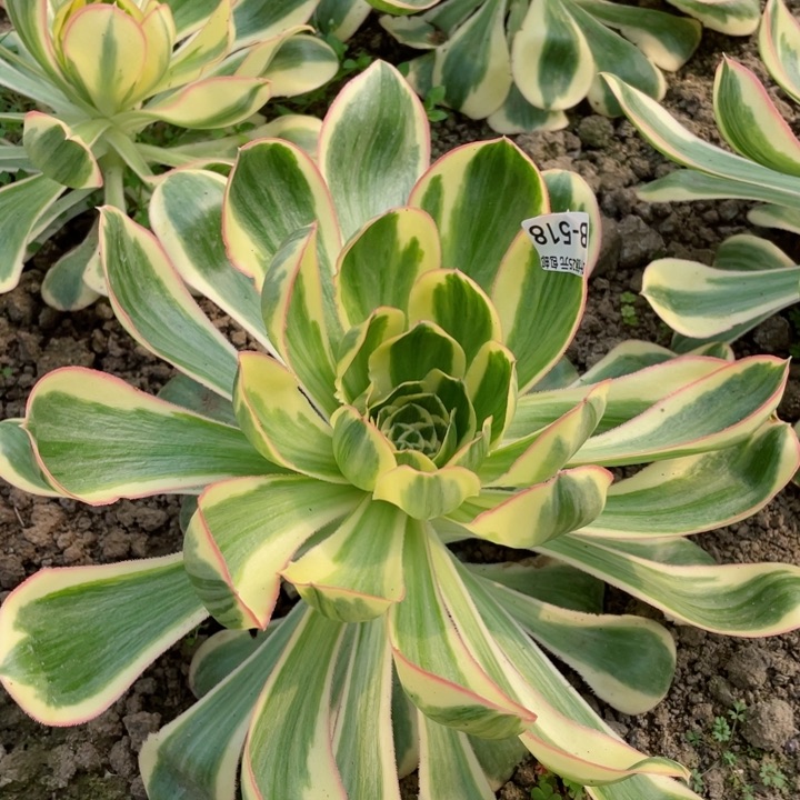 518艳资多肉12345678