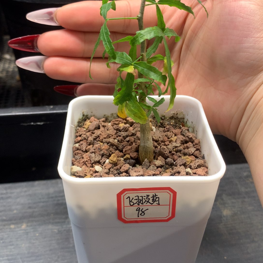 飞羽没药实生小苗