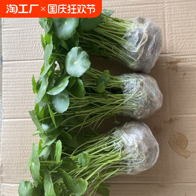 铜钱草水培植物办公室内盆栽客厅桌面绿植花卉水养金钱草卧室精品