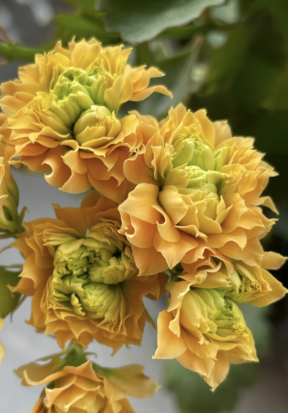 【榴莲千层】120杯超大颗稀有品种长寿花