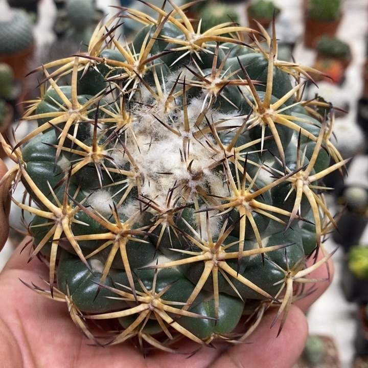 实生大号天丝象牙特价