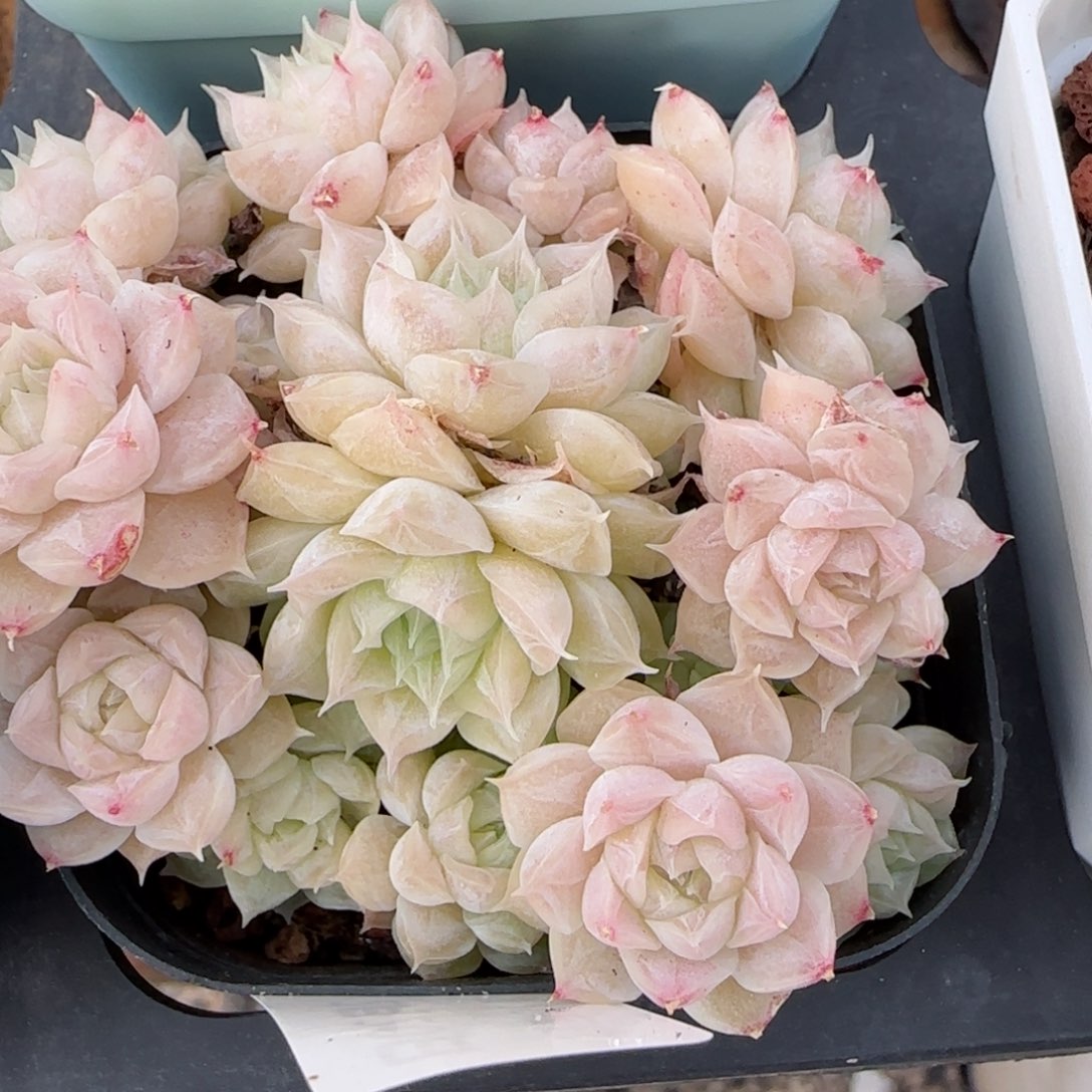 花语逸境0220-248