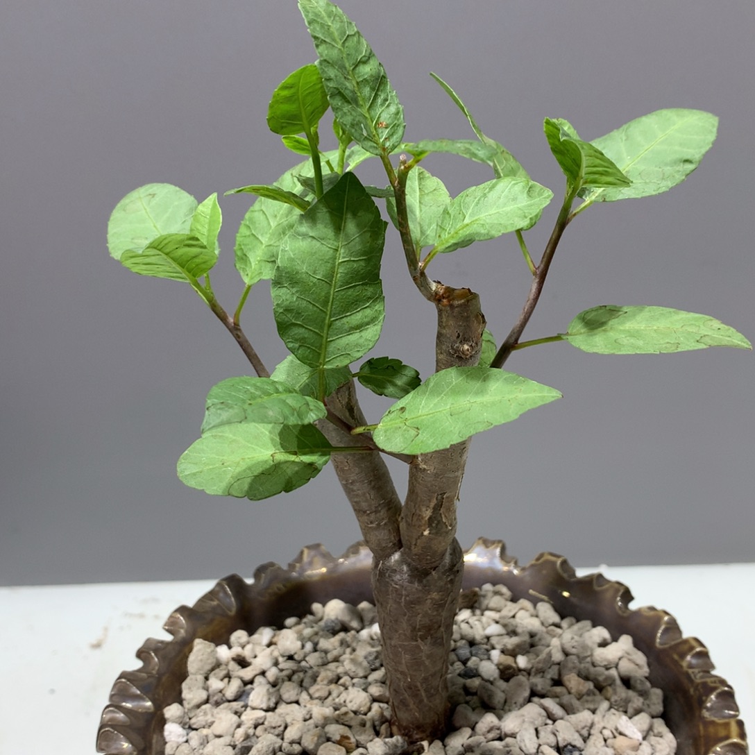 舍特达利裂榄实生带盆土