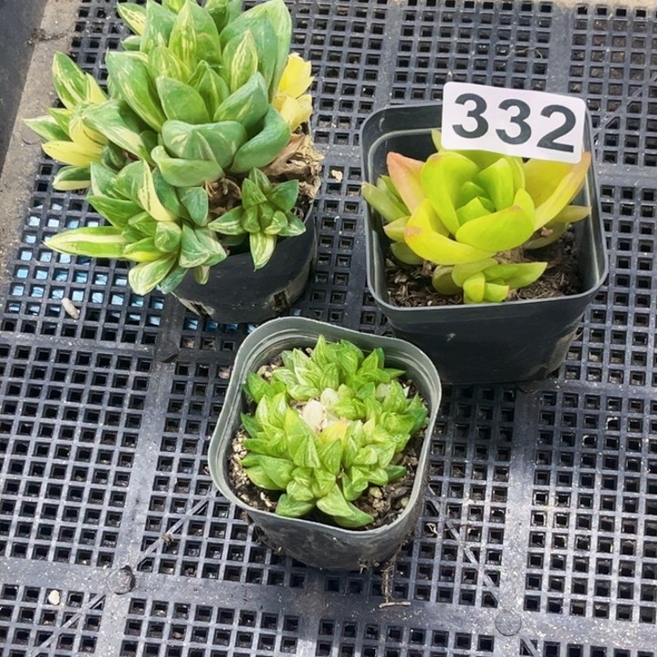 332雨露锦一物的图如图