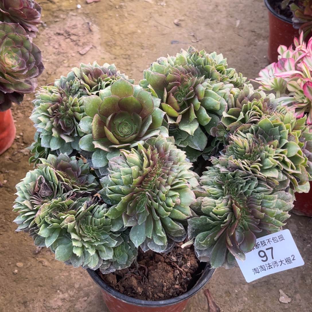 97万圣节缀化多肉植物法师