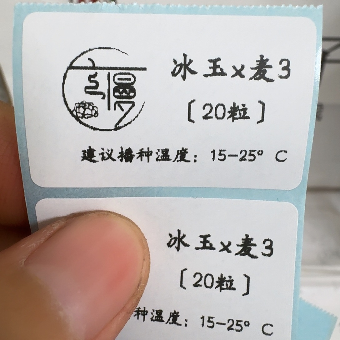 2025杂交多肉种子冰玉杂麦三20粒不包出芽率