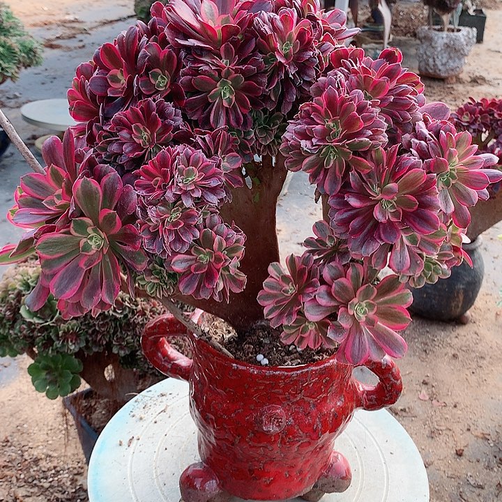 美杜莎朵朵脱土发货