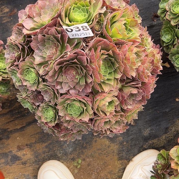 2.25-38花月夜多肉