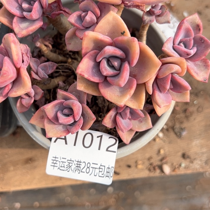 幸运的是我的朋友们都