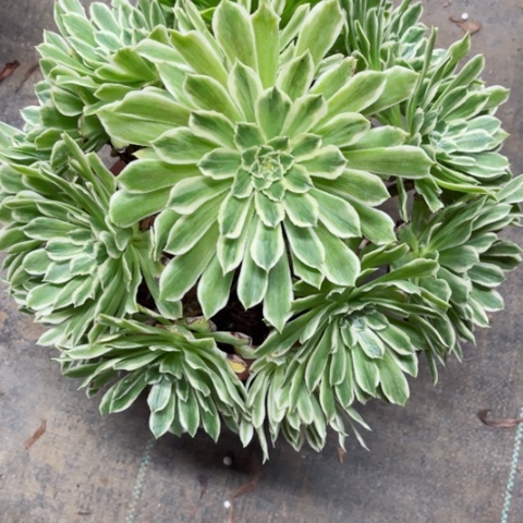 多肉植物碧浪锦。