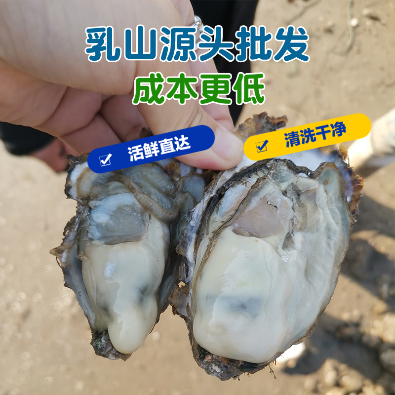 【批发】新鲜正宗乳山生蚝出厂净重50斤1件，到货净重45斤以上